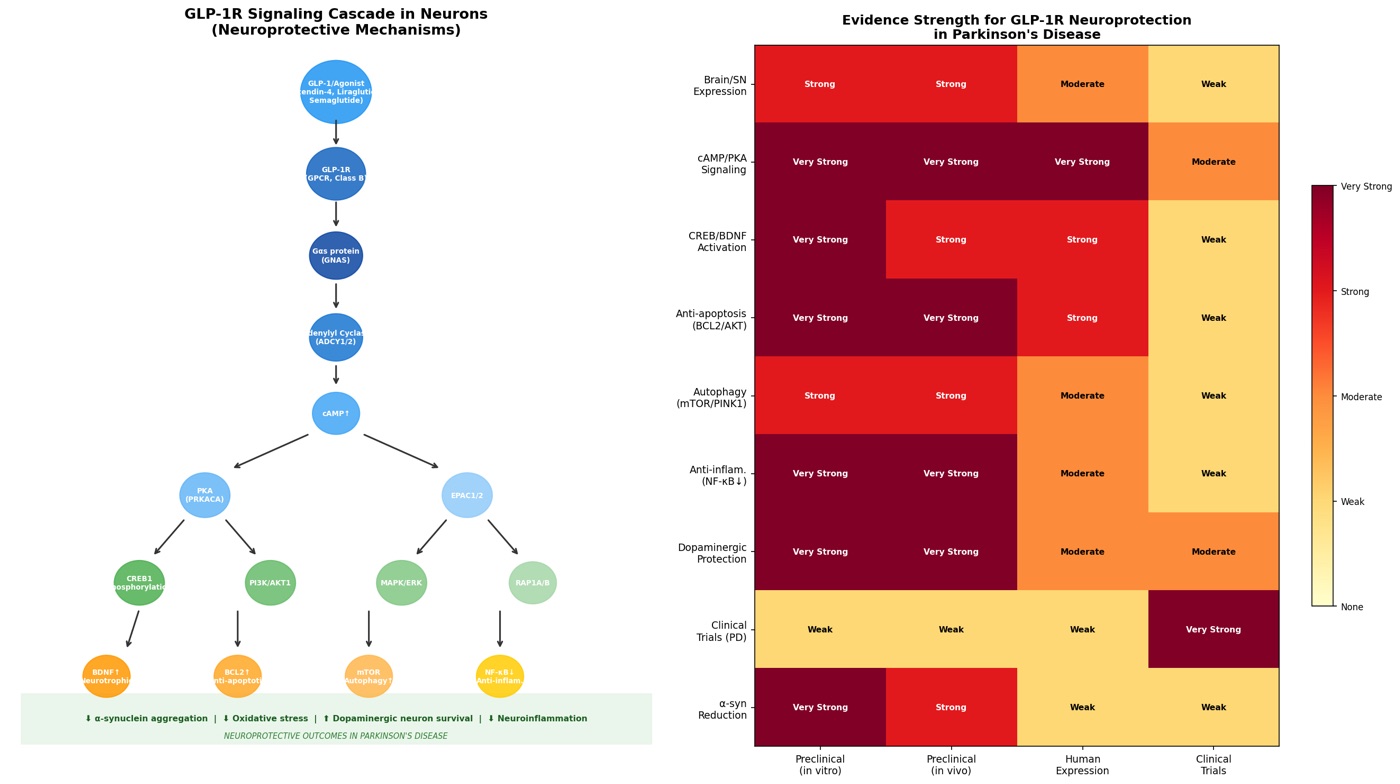 A figure Lumi generated: the GLP-1R signaling cascade in neurons next to a heatmap of evidence strength for neuroprotection in Parkinson's disease